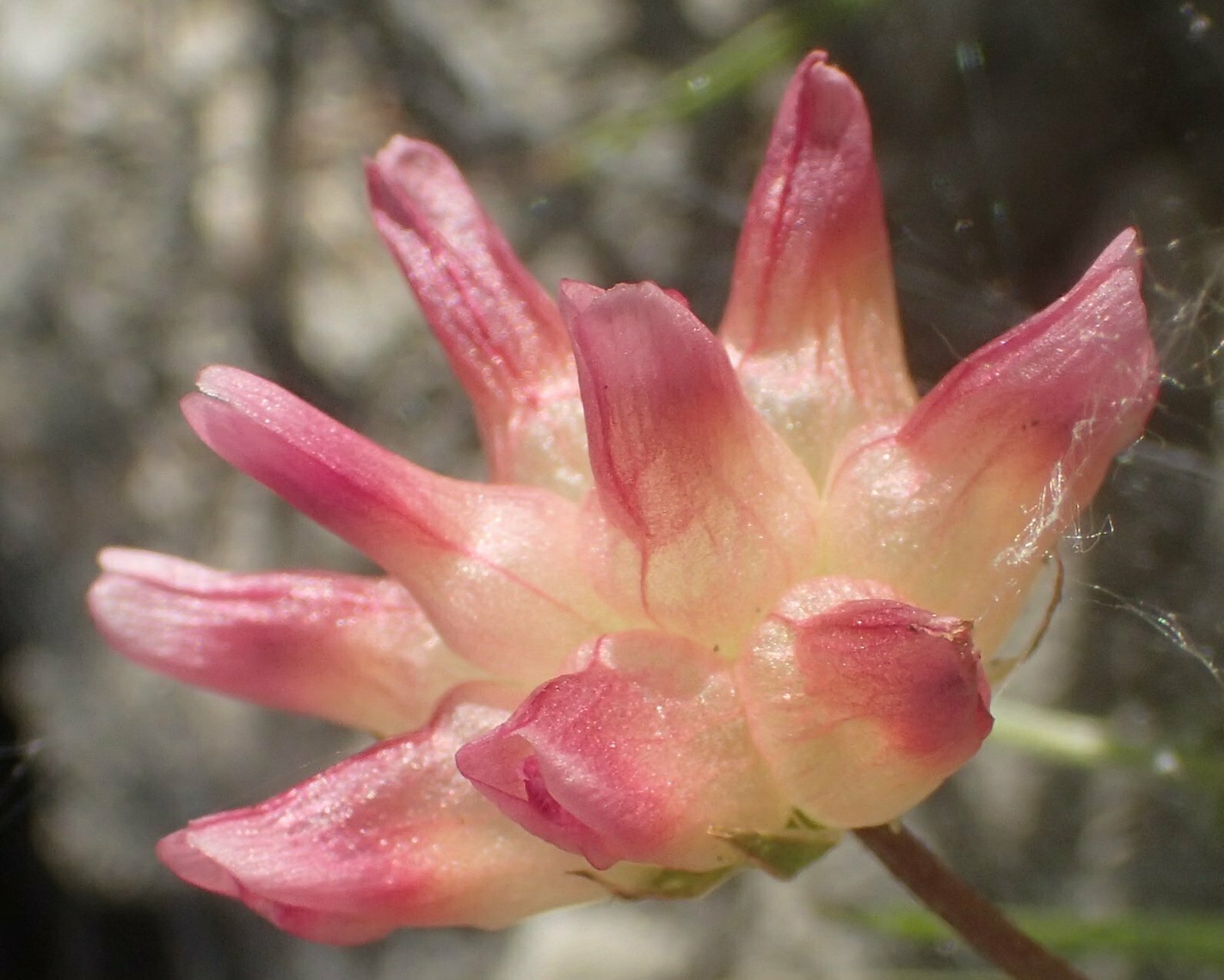 High Resolution Trifolium fucatum Flower